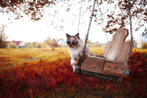 Кот на скамейке осень
