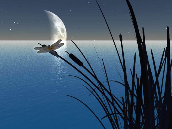 Камыши ночью