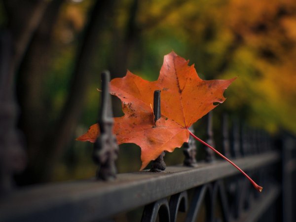 Грустная осень