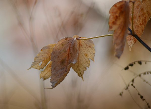 Осенняя печаль