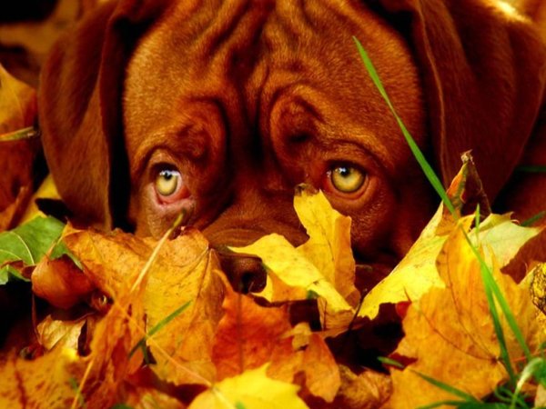 Осенняя хандра