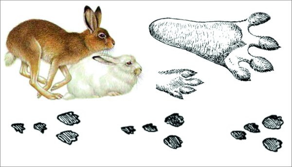 Следы зайца беляка