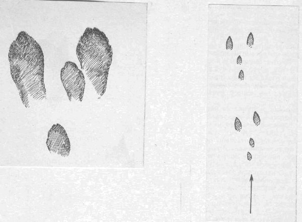 Следы заячьих лап