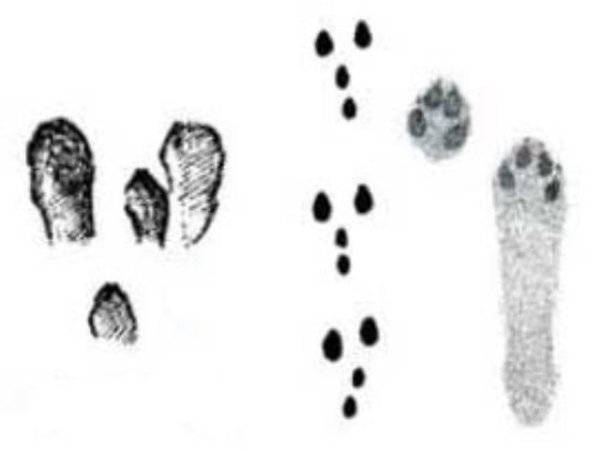 Следы заячьих лап