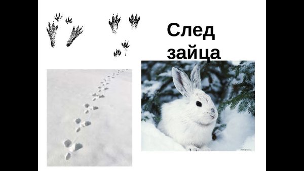 Следы зайца