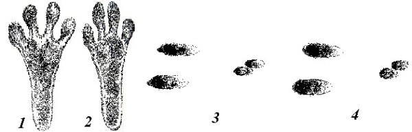 След зайца беляка Формозов