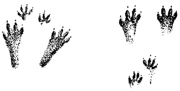 Следы зайца русака