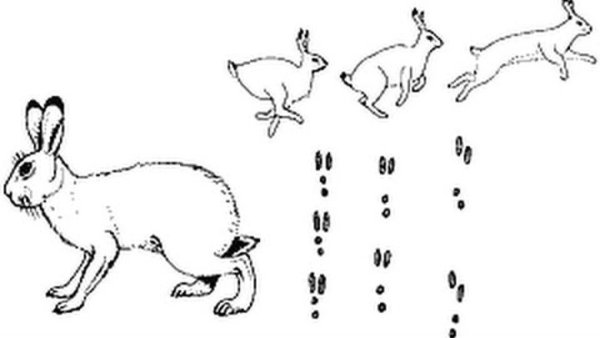 Следы зайца на снегу для детей