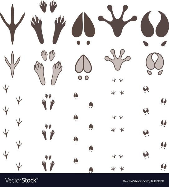 Следы зайца вектор