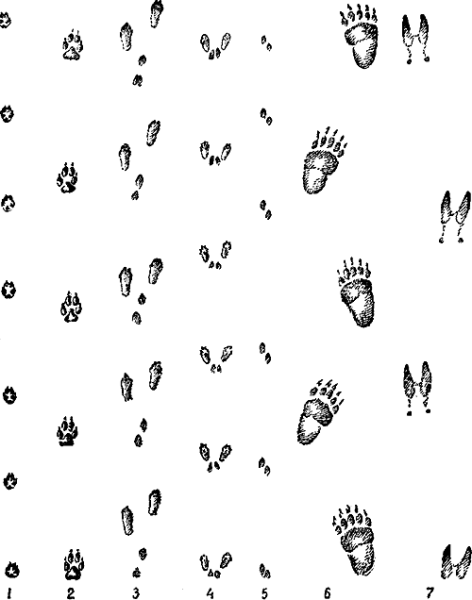 Следы животных на снегу