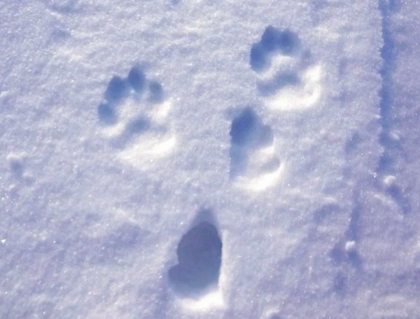 Следы зайца беляка