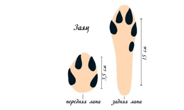 Передние лапы зайца