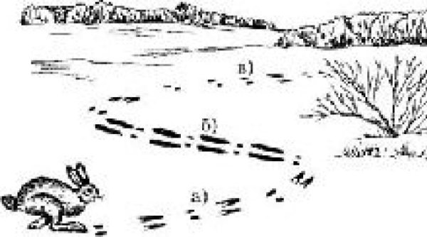 Заячьи следы раскраска