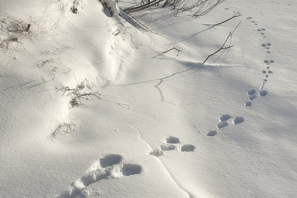 Следы зайца на снегу