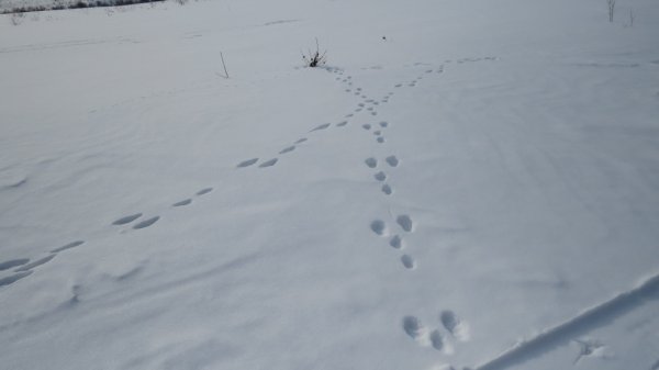 Следы зайца беляка для детей