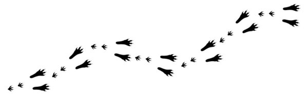 Кроличьи следы