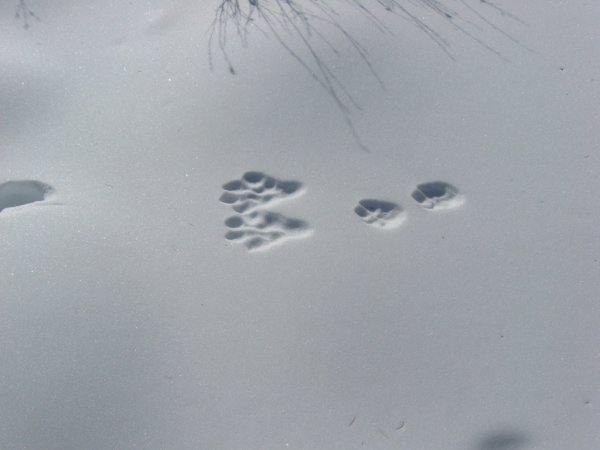 Следы зайца на снегу