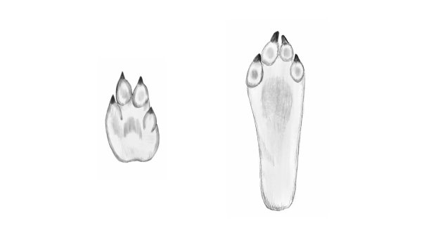 Отпечаток лапы зайца