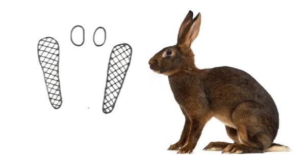 Следы кроликов и Зайцев