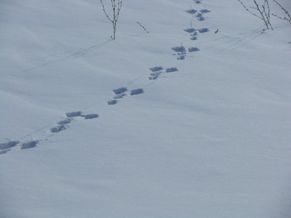 Следы зайца беляка