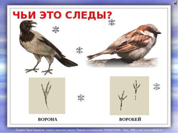 Следы птиц зимующих для дошкольников