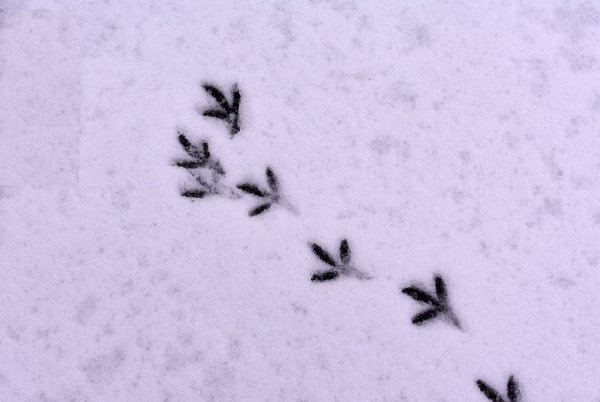Следы птиц