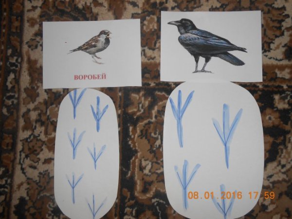 Следы птиц с названиями