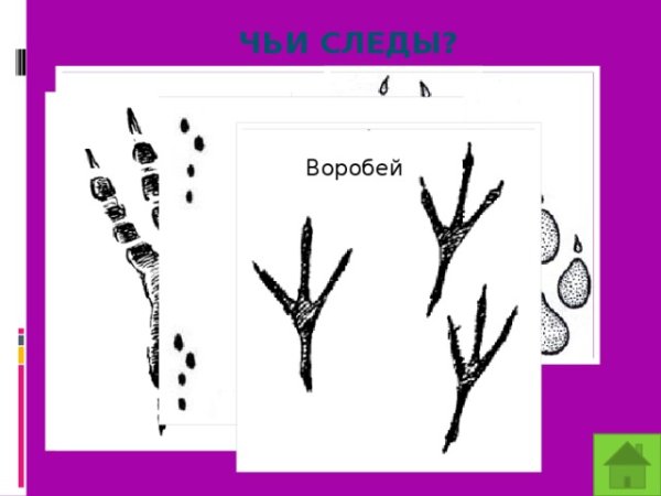Следы птиц для детей