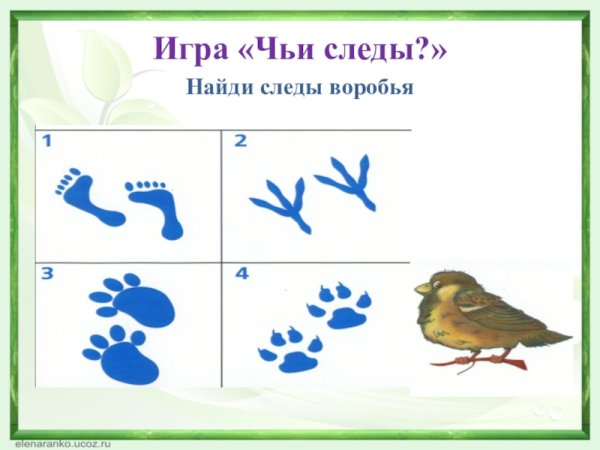 Чьи следы птицы игра для детей