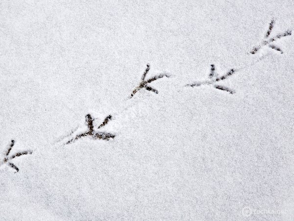 Следы снегиря на снегу