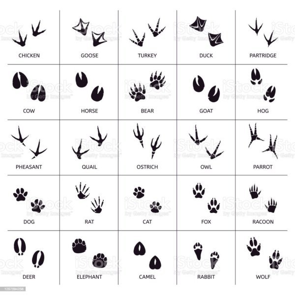 Следы животных и птиц