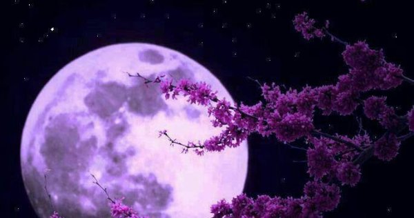 Луна и Сакура