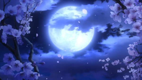 Цветущая Сакура на фоне Луны