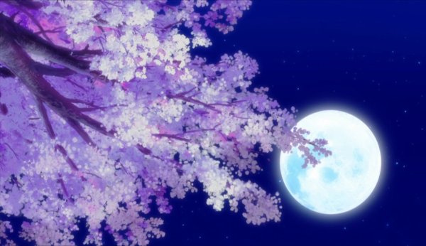Сакура на фоне ночного неба