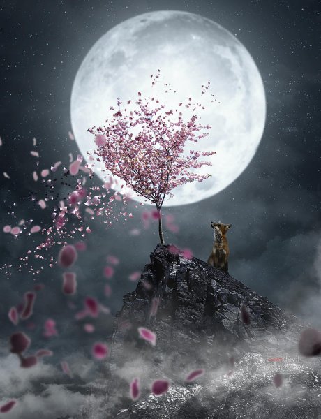 Дерево Сакура и Луна