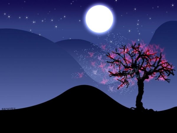 Дерево Сакуры под луной