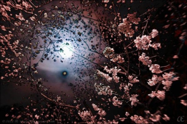 Цветущая Сакура на фоне ночного неба