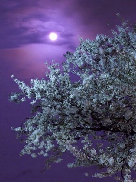 Сакура ночью