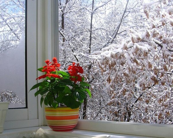 Цветы на подоконнике зимой
