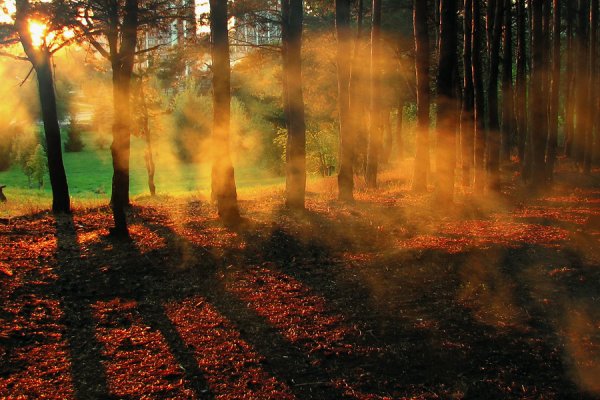 Огненный листопад