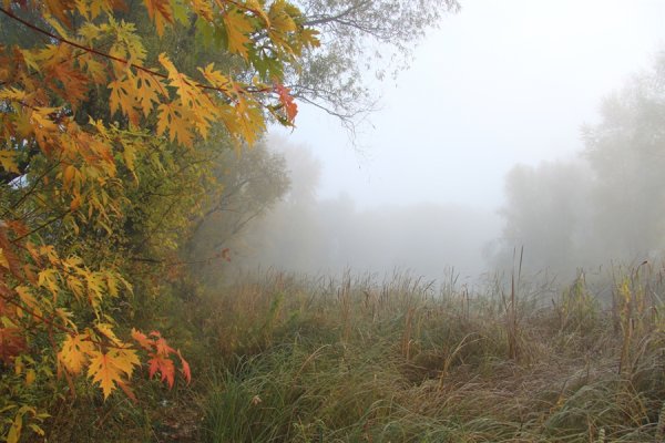 Сизая осенняя дымка