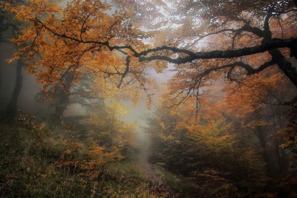 Осень дымка