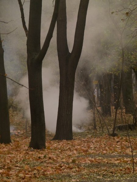 Листья жгут