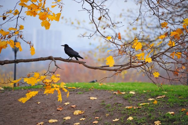 Осенняя грусть