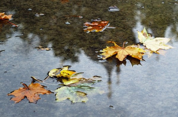 Осень грустная пора