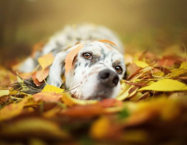 Печальная осень