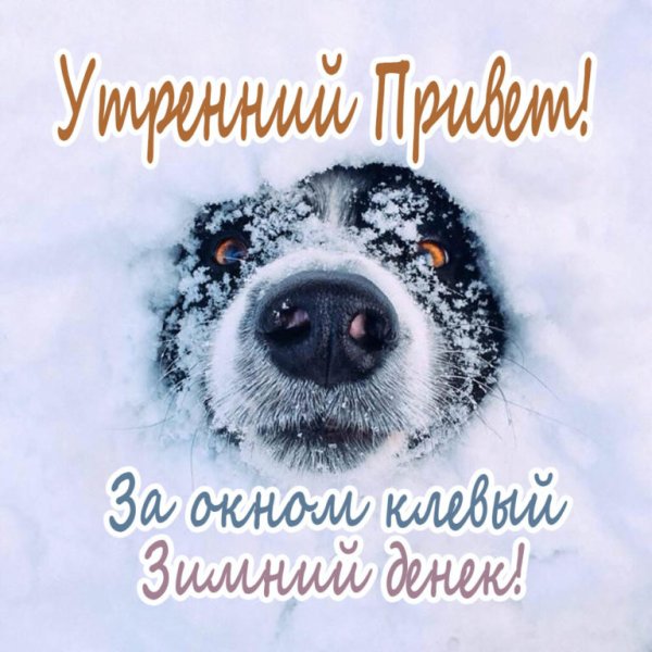 Доброе Снежное утро прикол