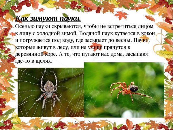 Насекомые и пауки осенью для дошкольников