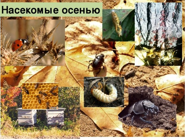 Насекомые осенью для дошкольников