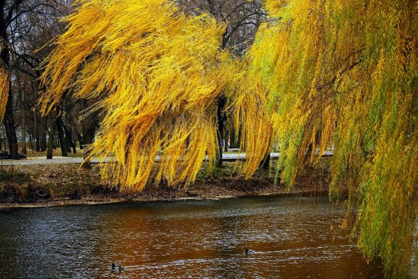 Плакучая Ива осень